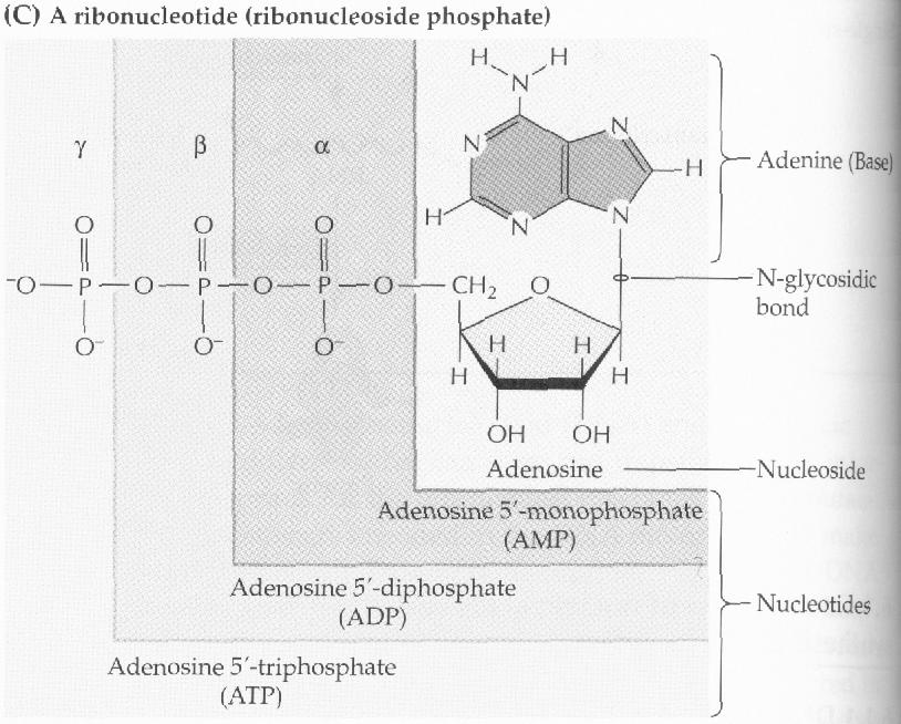 E. coli Polynukleotidy- polymery nukleotidů Nukleotidy v polynukleotidech spojeny: Fosfátová skupina se váže na 5- uhlík pentózy jednoho