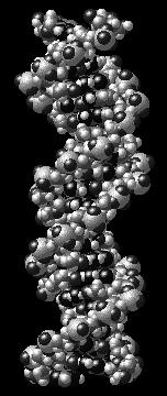 Biologická funkce DNA: -tvoří v bakteriální buňce strukturu chromozómu a plazmidů -vsekvenci nukleotidů DNA informace o sekvenci AK v bílkovinách -po rozdělení mateřské buňky se dědí