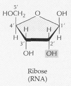 Ribonukleové kyseliny /RNA/ -polynukleotid, polymerem ribonukleotidů -obsahuje adenin, guanin, cytozin a uracil -nukleotidy obsahují místo deoxyribózy ribózu Význam: při biosyntéze bílkovin 3 typy