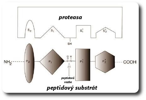 1.7 Peptidasy Základní funkcí peptidas je štěpení peptidových vazeb proteinů a peptidů. Jejich vysoká katalytická účinnost umožňuje štěpit až milion peptidových vazeb za sekundu.