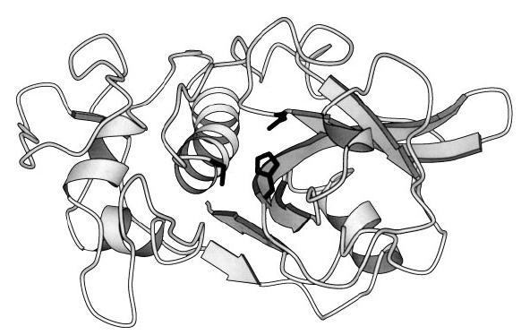 1.8.1 Struktura cysteinových peptidas papainového typu Cysteinové peptidasy rodiny papainu mají nejčastěji monomerní strukturu (výjimka je tetramerní struktura katepsinu C).