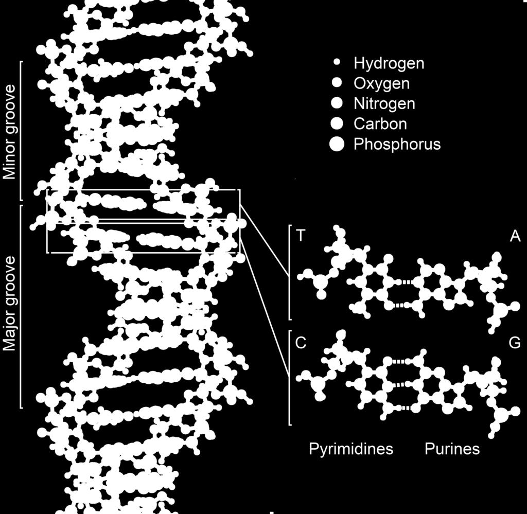 Tomáš DNA a RNA 1953 - James Watson, Francis Crick odhalili strukturu DNA ukázali, že jde o dvoušroubovici šlo o nejzásadne jší biologický objev 20.