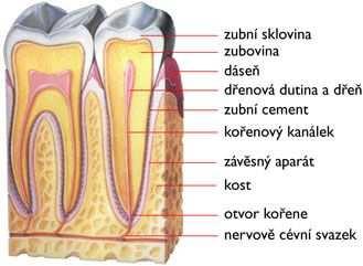 Příloha 1 Anatomie