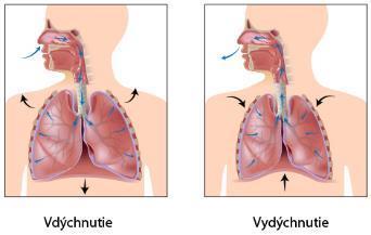 Monitorovanie v praxi II V organizme živočíchov dýchajúcich vzduch pľúcami je len jeden