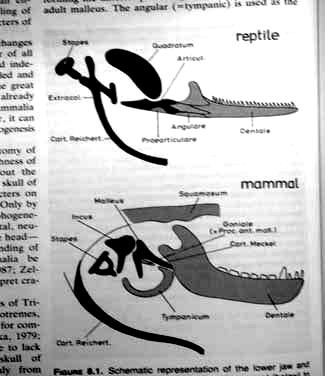 prearticulare Historie Mammalia: