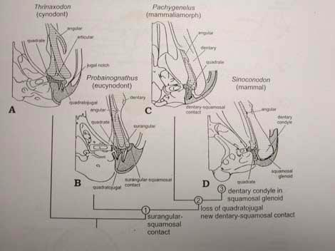 dtto Diarthrognathus MAMMALIA!