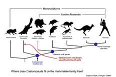 specialized skeletal and