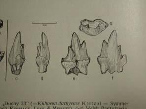 Pantotheria: Symmetrodonta (např.