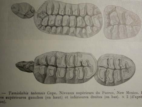 a čelistní aparát: Veliké premaxily s 1-3 I (I2/ největší), diastema Multituberkulátní zuby (6-3/5-3)
