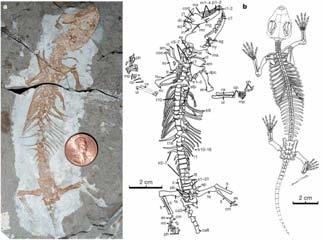 Abstract: Detachment of the three tiny middle ear bones from the reptilian mandible is an important innovation of modern mammals.