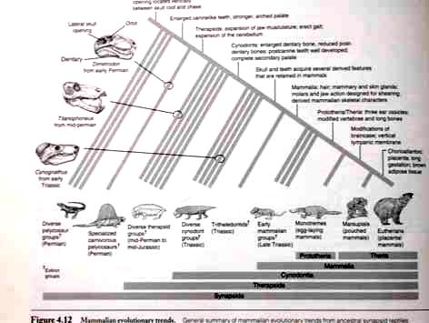 in the adult, unlike in monotreme and placental adults.