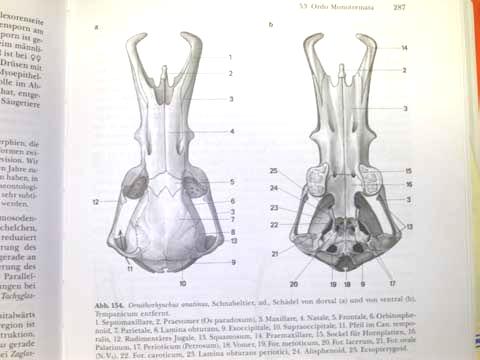 premaxil (srostlé u Ornithorhynchus Ornithorhynchus