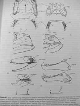 Abbreviations: An, angular; Ar, articular; Bc, braincase; D, dentary; E, epipterygoid; F, frontal; J, jugal; L, lacrimal; M, maxilla; N, nasal; P, parietal; Pm, premaxilla; Po, postorbital; Pof, po