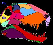 The main autapomorphy of Eothyrididae (Eothyris and Casea) is as follows: Large caniniform tooth is present in anterior part of the maxilla.