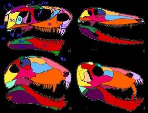 Posterior marginal teeth bearing a longitudinal row of cusps.