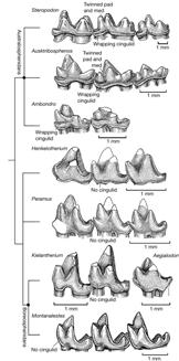 Steropodon), Ausktribospehnida, Ambodro - apomorfie: spojitý