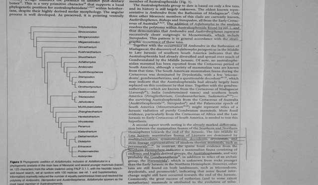 Ausktribosphenos) Boreosphenida (incl.