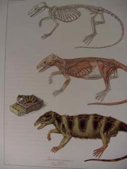Shuotherium Cr 1 Yixian Formation, China, 125 My BP Spodní Jura