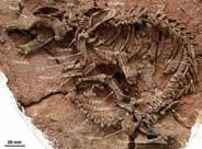 New data from this fossil support the view that Asia was likely the