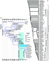 mammal from the Lower Cretaceous Yixian Formation of China suggest