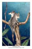 marsupial relatives with skeletal remains by 50 million years.