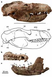 tree-living extant mammals, suggesting that early crown therians