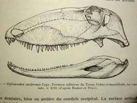 Pelycosauria