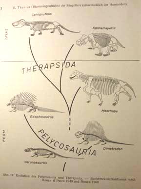 Tetraceratops Jediný therapsid z Pe1 Therapsida Extrémně diversifikovaná skupina Pe2- Tr2, herbivoři i