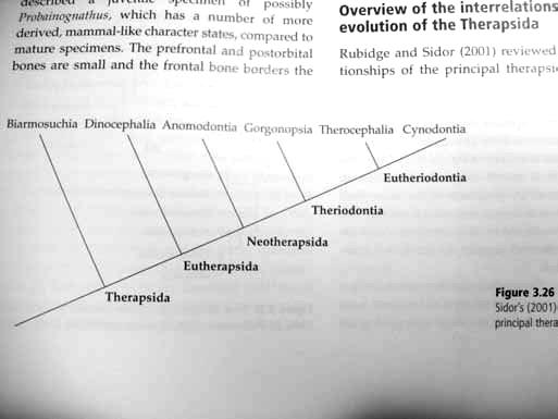 Interpterygoid vacuity short (less than 20 percent of the length of the palate, measured from its anterior