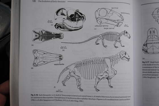 Other synapsids have at least thirteen postcaniniform teeth. Ectopterygoid teeth absent.