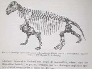 Tetraceratops lacks many derived characters present in other therapsids.