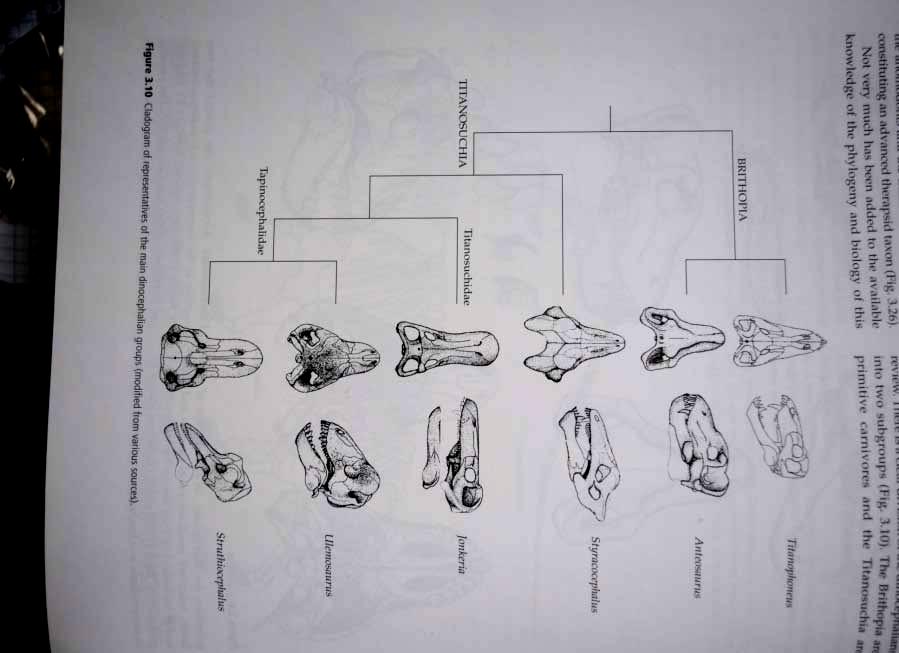 Therapsida: Titanosuchia