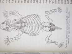 skupina Dicynodontia) -