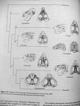 Therapsida: Theriodontia Gorgonopsia Therocephalia Cynodontia: