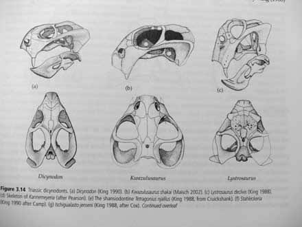 Tritylodontia, Mammala Therapsida: Theriodonta - Gorgonopsia