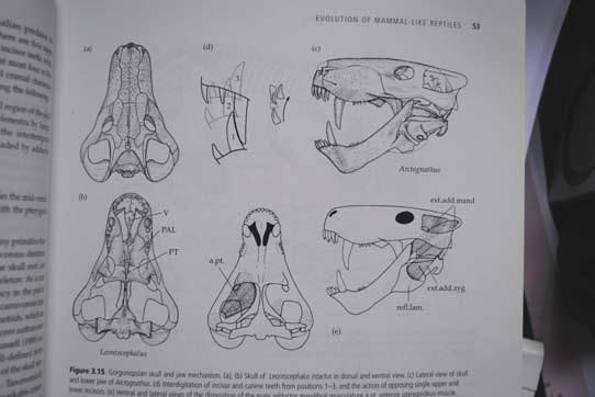 redukce postcaninů - Smilesaurus, Scymnognathus), vysoké rostrum,