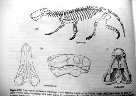 Therapsida: Theriodonta - Cynodontia