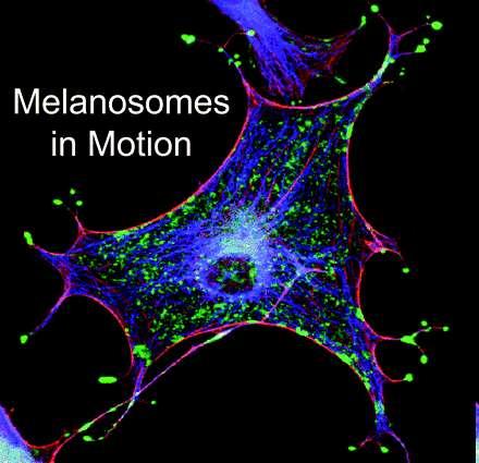 Melanocyty Rab27a GTPasa associuje s melanosomy a reguluje jejich transport a retenci v periferní cytoplazmě kožních melanocytů Tento transport vyžaduje též vlákna cytoskeletu (mikrotubuly a aktin)