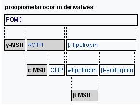 Proopiomelanokortin (POMC) polypeptid o 241 aminokyselinách syntetizovaný v adenohypofýze z polypeptidového prekursoru o 285 Ak pre-pro-opiomelanokortinu (pre-pomc) odštěpením signálního peptidu o 44