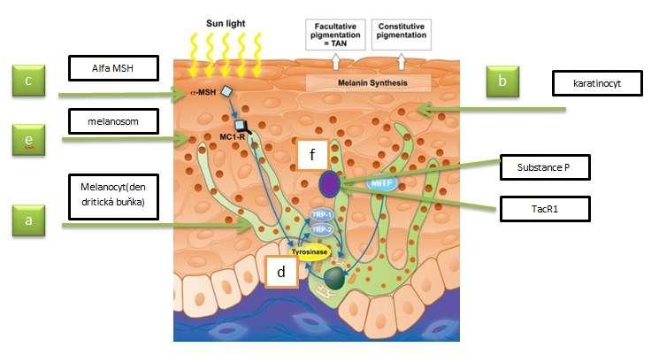 Interakce melanocytů a keratinocytů Pokud jsou pokožkové buňky vystaveny UV záření, dochází k produkci intermedinu (melanocyty stimulující hormon, MSH, melanotropin), jenž podporuje tvorbu melaninu v