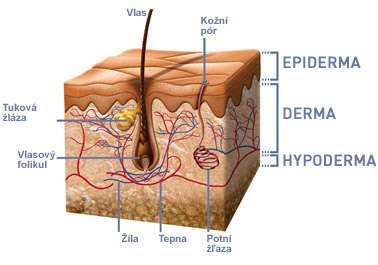Škára (dermis, corium, cutis) pevná a pružná vazivová vrstva kůže mezenchymální původ tvořena vazivovými vlákny, základní substancí, nervy, cévami a buňkami kožní a mazové žlázy, vlasové cibulky
