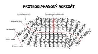 Proteoglykany (PG) molekuly s (tyčince podobným) proteinovým jádrem, na které jsou navázány řetězce (1 nebo více) MUDr.F.