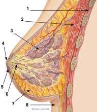 Mléčná žláza 1: hrudní stěna 2: prsní sval 3: lalůčky žlázové tkáně (alveoly) 4: bradavka 5: dvorec 6: mléčný kanálek 7: tuková a podpůrná tkáň 8: kůže největší kožní žláza v těle, v podkožní tkáni