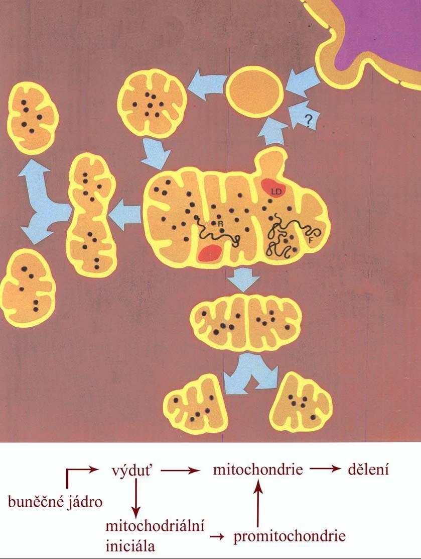 Vývin mitochondrie promitochondrie