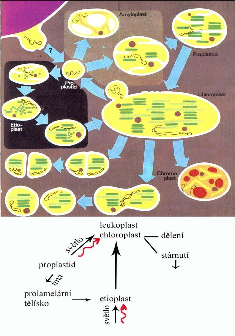 Vývin chloroplastu jádro světlo
