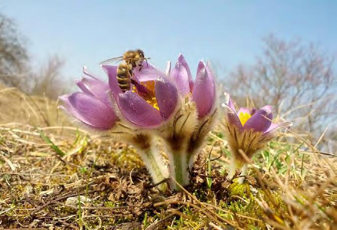 Brezen ˇ Koniklec, Strejčkův lom 0 Bedřich / Bedřiška Ažka Kamil Obecní maškarní bál v kolovně (Obec) Stela Kazimír. -.