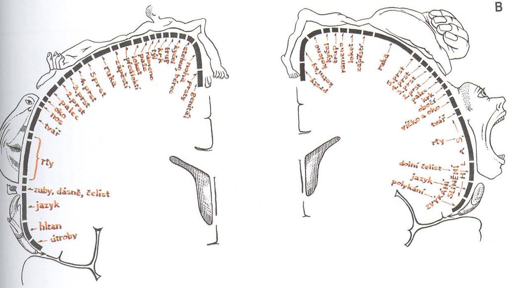 Konec senzitivní dráhy mozková kůra Okrsky kůry pro jednotlivé části těla mají