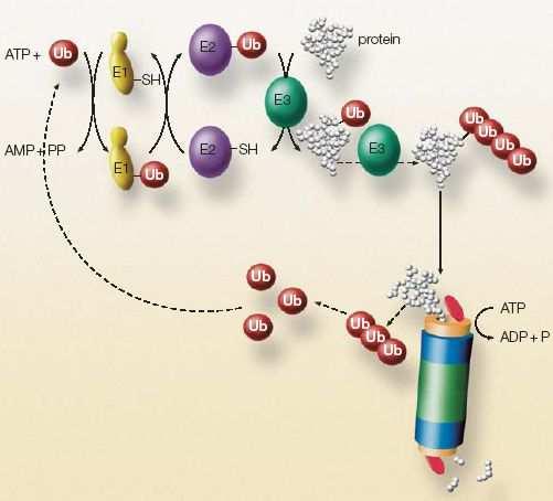 5. Inhibitory proteasomu Proteasom je proteinový komplex nacházející se v jádře nebo cytosolu buňky. Funkce proteasomu je nezbytná pro celou řadu buněčných procesů např.