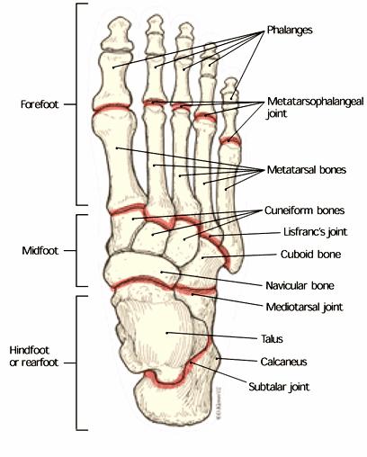 Obrázek 1. Kostra nohy (Gore & Spencer, 2004) Kloubní spojení a ligamentózní aparát nohy Noha obsahuje mnoho skloubení, která jsou zpevněna kloubními pouzdry a ligamentózním aparátem.