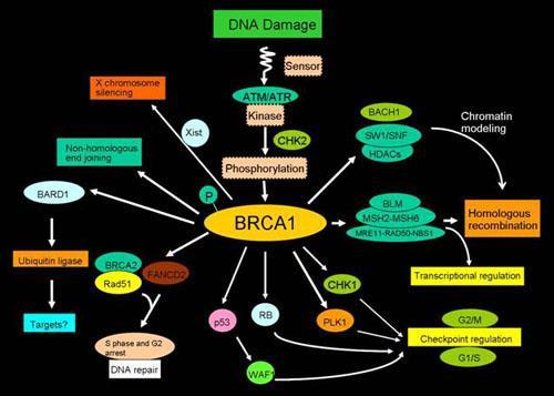 www.cedars-sinai.